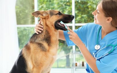 What Causes Bad Breath in Cats and Dogs?