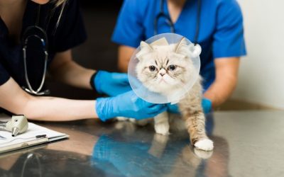 How Laser Technology is Improving Veterinary Surgery