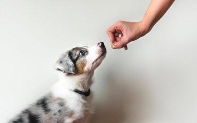 Common Dog Training Mistakes and How to Avoid Them