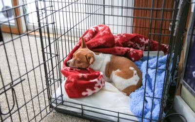 The Benefits of Crate Training Your Dog