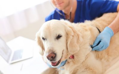 Is Anesthesia Safe for Pets?