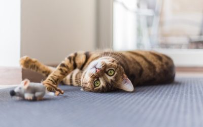 Cure Your Cat’s Boredom With Environmental Enrichment