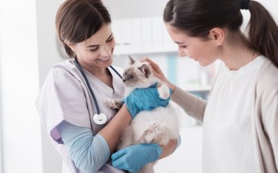 Tips for a Low-Stress Vet Visit